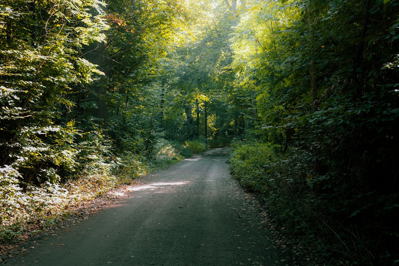 Home Tranquil forest path surrounded by lush greenery in Helsingborg, Sweden.
